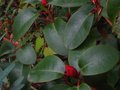 vignette Rhododendron Williamsianum Roots barrett au beau feuillage et aux beaux boutons rouges au 19 10 10