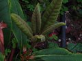 vignette Rhododendron Kyawii aux belles pousses au 19 10 10