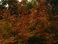 vignette Acer palmatum en début de couleur automnale au 19 10 10