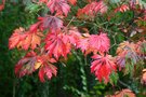 vignette Acer japonicum 'Aconitifolium'