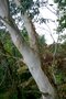 vignette Eucalyptus pauciflora ssp. debeuzevillei
