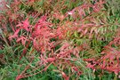 vignette Euphorbia griffithii 'Fireglow' en automne