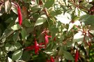 vignette Fuchsia magellanica 'Versicolor'