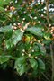 vignette Sorbus alnifolia 'Red Bird'