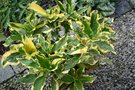 vignette Hydrangea macrophylla 'Gold Rush'