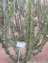 vignette Euphorbia grandicornis