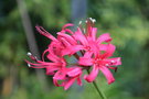 vignette Nerine sarniensis