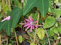 vignette Passiflora kermesina