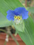 vignette Commelina communis