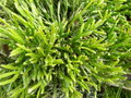 vignette Rhipsalis ewaldiana