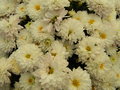 vignette Chrysanthemum