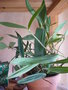 vignette Dendrobium Kinganium