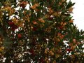 vignette Arbutus unedo rubra fleurs et fruits au 21 10 10