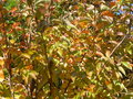 vignette Prunus serrulata 'Kanzan'