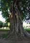 vignette Ficus stuhlmannii