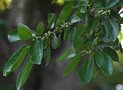 vignette Ficus stuhlmannii