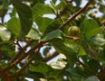 vignette Ficus sycomorus gnaphalocarpa