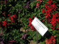 vignette Salvia splendens cv Vista Mix