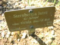vignette Sternbergia lutea ssp. sicula = Stenbergia sicula