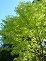 vignette Acer pseudoplatanus - Erable sycomore