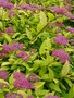 vignette Spiraea japonica 'Goldflame'