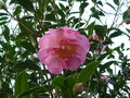 vignette Camellia x williamsii 'Mary Phoebe Taylor'