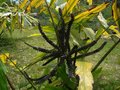 vignette Arenga (undulatifolia ?)
