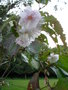 vignette Prunus sibhirtella 'autumnalis'