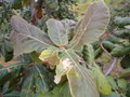 vignette 2 Q.urbanii ou mme Q.coccolobifolia