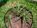 vignette Coccothrinax miraguama