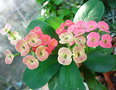 vignette Euphorbia Gabriela 21 10 2010 Ndc