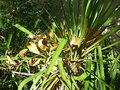 vignette Yucca 16 10 2010 Ndc