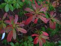 vignette Rhododendron luteum au 23 10 10