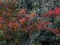 vignette Acer palmatum osakasuki qui s'illumine au 23 10 10