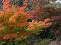 vignette Acer palmatum senkaki et osakasuki magnifiques au 23 10 10