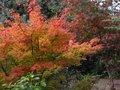 vignette Acer palmatum senkaki et osakasuki autre vue au 23 10 10