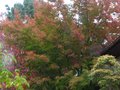 vignette Acer palmatum kamagata immense qui commence à se colorer au 23 10 10