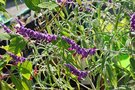 vignette Salvia leucantha - L'Ide verte