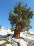 vignette Pinus aristata ssp. longaeva