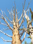 vignette Pinus aristata ssp. longaeva