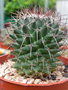 vignette Mammillaria polythele