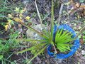 vignette Trachycarpus geminisectus 6