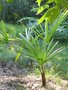 vignette Trachycarpus nova