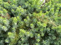 vignette Juniperus conferta ''Blue Pacific''