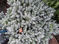 vignette Juniperus squamata ''Blue Star''