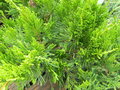 vignette Juniperus media 'Mint Julep'