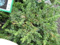 vignette Juniperus communis 'Green Marthe'