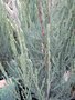 vignette Juniperus virginiana 'Blue Arrow'