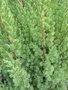 vignette Juniperus communis 'Stricta'