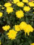 vignette Chrysanthemum x grandiflorum